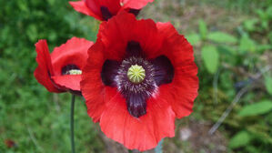 부안해경, 양귀비&middot;대마 밀경작 7월까지 집중단속