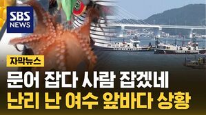 자막뉴스 문어