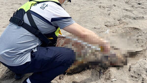 제주 해수욕장 백사장서 멸종 위기종 푸른바다거북 사체 발견