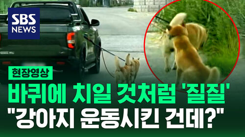 [영상] "스트레스받으니, 운동시키려고"…바퀴에 치일 것처럼 끌려가는데