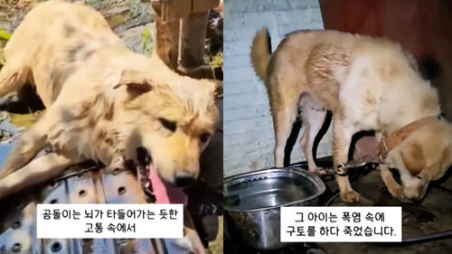 35도 뙤약볕 아래 목줄 묶여 헥헥…구토해가며 죽었다