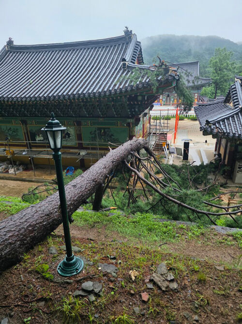 국가등록문화유산 '남양주 봉선사 큰법당' 피해 모습