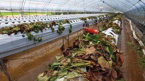 집중호우에 가축 178만 마리 폐사&hellip;농작물 침수 면적 3만㏊ 육박