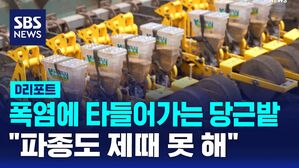 [D리포트] 폭염에 타들어가는 당근밭&hellip;"파종도 제때 못 해"