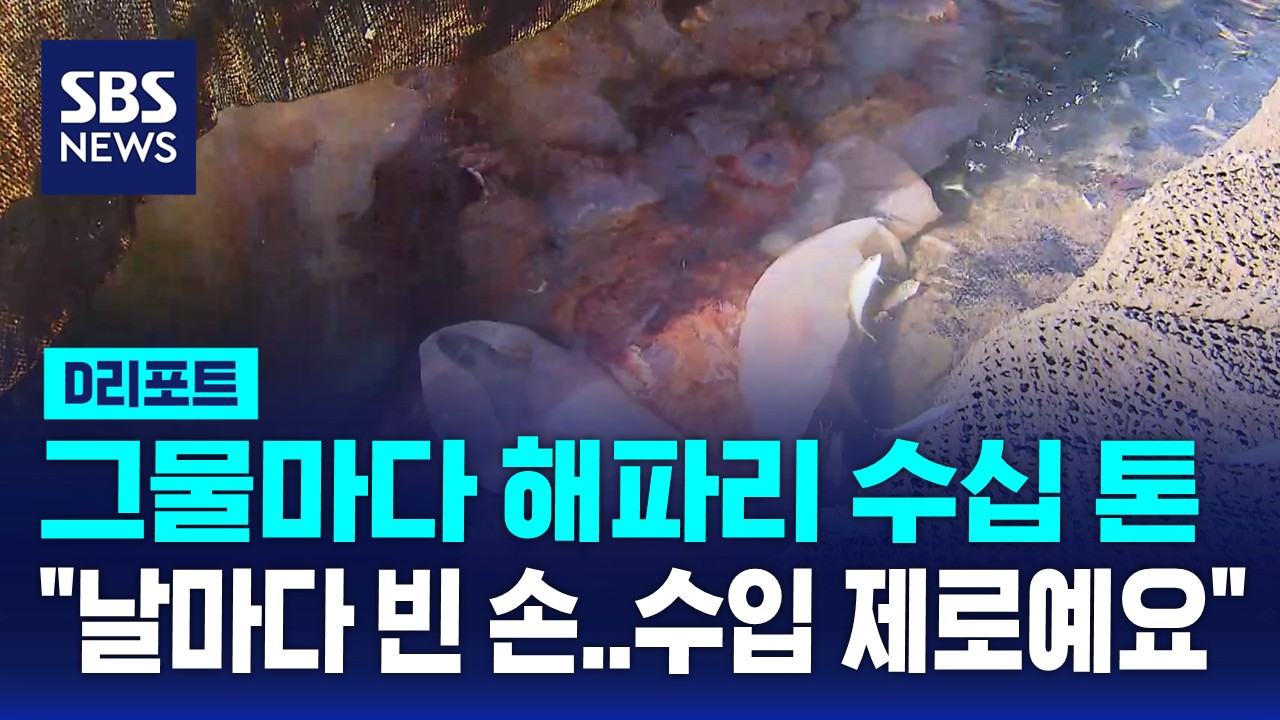 [D리포트] 그물마다 해파리 수십 톤…