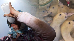 온열질환자 지난해 3배&hellip;가축 100만 마리 폐사