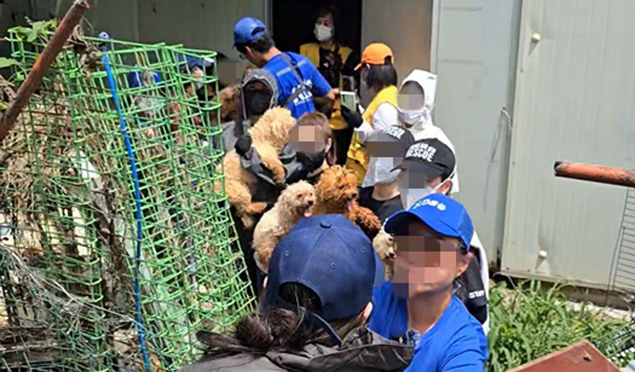"온몸에 오물 묻고 구더기 우글"…강화도서 개 300마리 구조