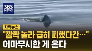 [자막뉴스] "깜짝 놀라 급히 피했다간&hellip;" 공포의 그 녀석이 왔다