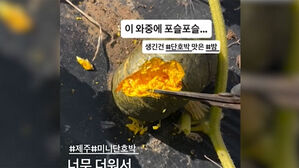 줄기 달린 채 포슬포슬…찜통 폭염에 단호박도 익었다
