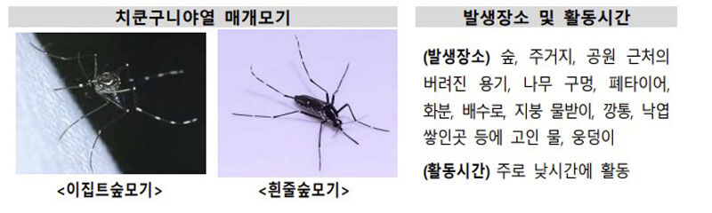치쿤구니야열 매개 모기 (사진=질병관리청 제공, 연합뉴스)