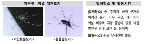 치쿤구니야열 매개 모기 (사진=질병관리청 제공, 연합뉴스)