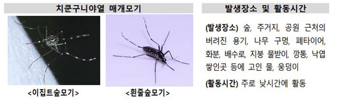 치쿤구니야열 매개 모기 (사진=질병관리청 제공, 연합뉴스)