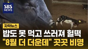 자막뉴스 폭염 젖소