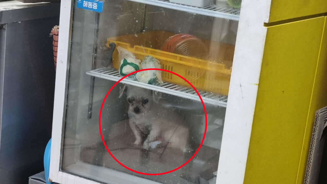 가게 냉장고 안에 반려견…주인 "폭염 속 급성 심장병 악화 걱정"