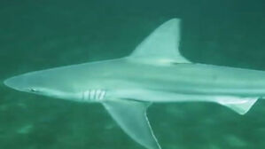 수심 3m에서 머리 콱 물려 피범벅…"슬로우 모션 같았다"