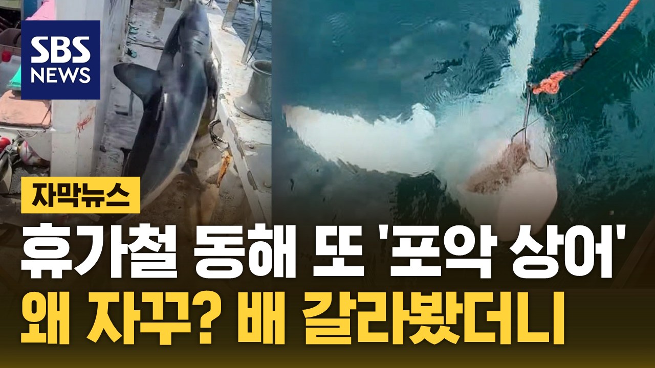 [자막뉴스] 휴가철 동해에 또 '포악 상어'…왜 자꾸 와? 배 갈라봤더니