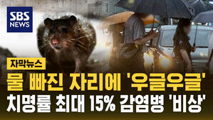 [자막뉴스] 느닷없이 도심 쥐떼 '우글우글'&hellip;감염병 확산 '우려'