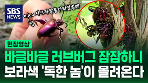 [현장영상] '익충' 러브버그 가니 더 징그러운 '해충 벌레' 등장했다?