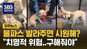 [자막뉴스] 개에게 물파스를 바르면 시원해?&hellip;'동물 학대' 목격담은 쌓이는데