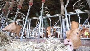 폭염 여파 경남서 폐사 가축 10만 마리 넘겨&hellip;92%가 가금류