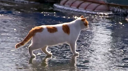 꽁꽁 얼어붙은 한강 위 걷던 고양이, 깜짝 근황은?