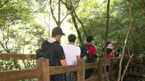 "흘러간 용암 따라 걷는 길"…제주 거문오름 용암길 특별 개방