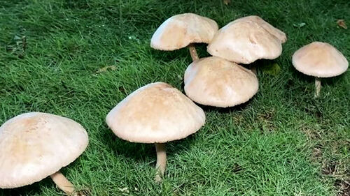 폭우 뒤 도심 곳곳 대형 버섯…손바닥 크기