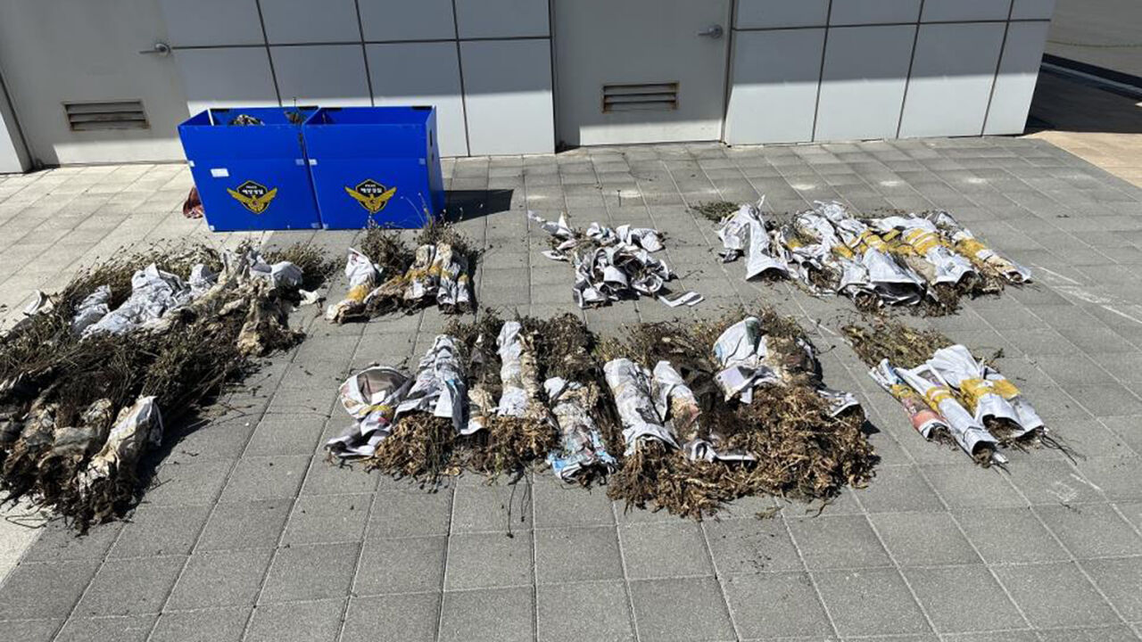 마약 성분 포함 '나도 양귀비' 제주서 4천483주 압수