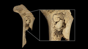 "스페인 동굴서 5천600년 전 신석기 집단 식인행위 증거 발견"