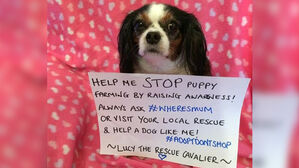 "입양해서 키우세요"&hellip;반려동물 '펫숍 판매금지' 국가는