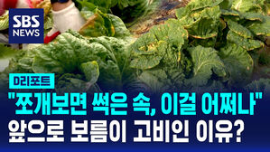 [D리포트] 폭염·가뭄에 못 자란 '고랭지 배추'…앞으로 보름이 고비