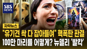 [자막뉴스] "유기견 싹 다 잡아들여" 핵폭탄 판결&hellip;100만 마리를 어떻게? 뉴델리 '발칵'