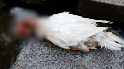 작년 돌팔매에 죽었는데…다리 밑 사체에 "또 학생들?"