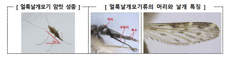 얼룩날개모기 (사진=질병관리청 제공, 연합뉴스)