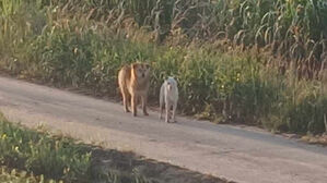 영광서 야생 들개 출몰 잇따라&hellip;가축 피해&middot;사람도 위협