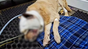 "망치로 머리 맞은 개"라더니 반전…주민이 고소 나섰다