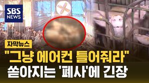 [자막뉴스] 모든 게 다 '수준 이하'…폐사 속출에 농가 초비상