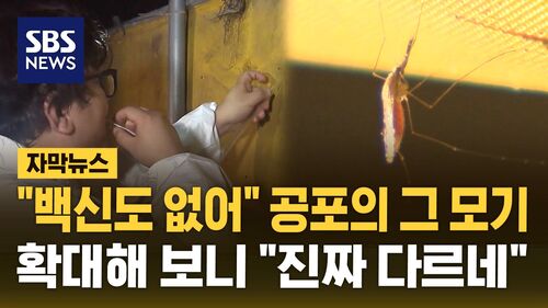 [자막뉴스] 일반 모기와 확실히 다르다…"백신도 없어" 전국 비상