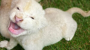 7년 만에 지하사육장서 벗어난 백사자 부부, 아기 사자 3남매 출산