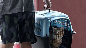 프랑스서 기차 안 반려묘 울음소리 탓 17만 원 과태료