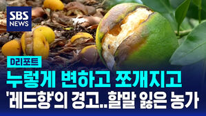 [D리포트] 기후변화의 칼날&hellip;'쪼개진 레드향'의 경고