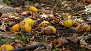 기후 변화가 남긴 흉터, '쪼개진 레드향'의 경고