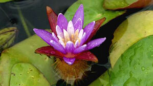 지독한 폭염·가뭄에도 멸종위기종 '활짝'…역대 가장 많이 피어