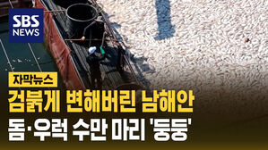 검붉게 변해버린 남해안 돔,우런 수만 마리 둥둥