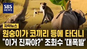 [자막뉴스] 원숭이가 코끼리 등에 타더니&hellip;"이거 진짜야?" 조회수 '대폭발'