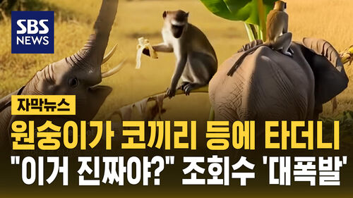 [자막뉴스] 원숭이가 코끼리 등에 타더니…"이거 진짜야?" 조회수 대폭발
