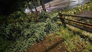 남양주 평내동서 나무 쓰러져 인도 덮쳐&hellip;인명피해 없어