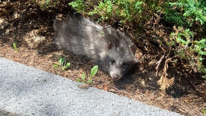 인천 도심에 너구리 출몰 잇따라&hellip;전문가 대책 회의