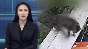 화살에 관통당한 고양이…동물 학대 끊이지 않는 이유는?