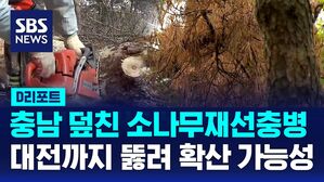 [D리포트] 충남 덮친 소나무재선충병&hellip;확산 폭주에 지자체 '덜덜'
